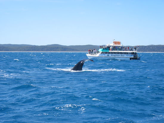 nicht nur wir wollten den Wal bestaunen