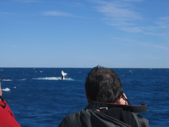 ...winkender Wal, fast wie dressiert