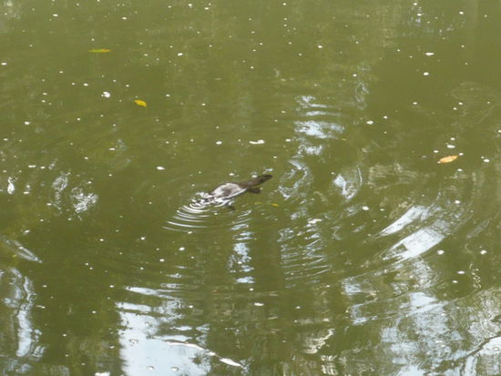 super-selten und man glaubt es kaum: ein Schnabeltier!!!!!!...doch ganz schoen klein die Tierchen