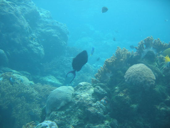 ....genial, oder?sogar einen Teufelsfisch haben wir gesehen!!!