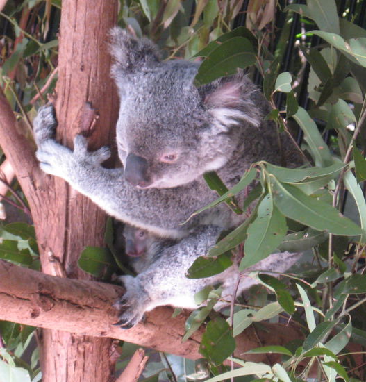 ist das nicht ein tolles Foto, war ein absoluter Schnappschuss, da die Muetter ihre Kinder sonst immer verstecken bzw. den Beutel und das der Kleine auch noch rausgeschaut hat, wow 
suess ne!!!!!!!!!!!