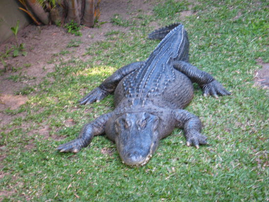 crocs rules...
Krokodile Fleisch soll uebrigens sehr lecker sein ...