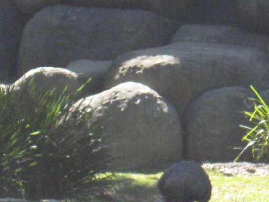 wer entdeckt das Wombat...