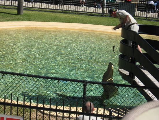 Schnappi in Action..