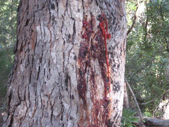 Ein blutender Baum, erst dachte ich, es waere echtes Blut und hab die ganze Zeit nach nem toten Tier gesucht, irgendwann haben mir dann andere Touristen erklaert, das es rotes Baumharz ist...