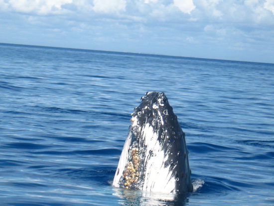 hier springt er gerade, das machen sie eher selten  entweder um mit anderen Walen zu kommunizieren oder just for fun
