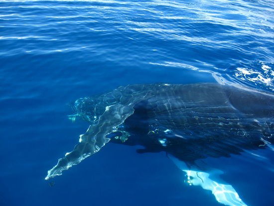 das Wasser war so klar, und die Wale sind immer unter unserem Boot hergeschwommen...