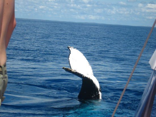 da zeigt uns jemand seinen Schwanz..