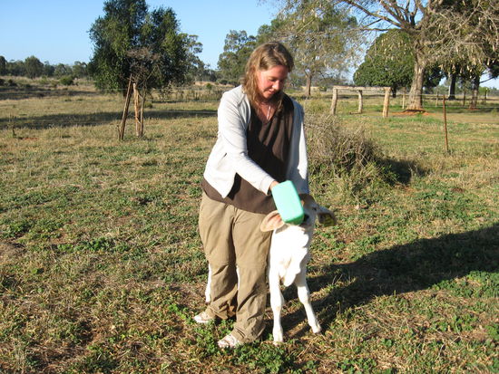 Anne beim Kaelbchen fuettern, die kleine freche Vieh hies Madi.
Eine indische Kuh, haben die alle dort, weil sie besser mit dem Klima zurecht kommen...