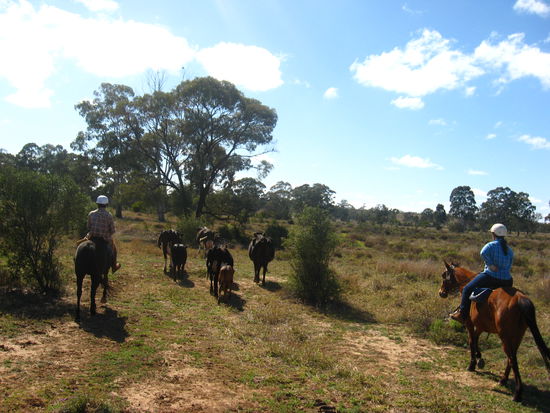 hier haben wir die Kuehe eingeholt...
i'm a cowgirl...