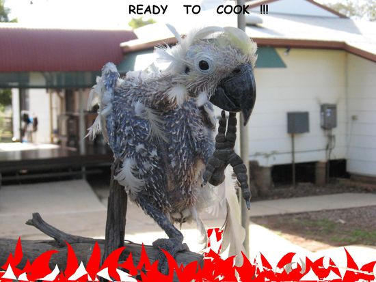 das ist Harry, lebt auch hier
sieht so gerupft aus, da er eine Feder/ und Schnabelkrankheit hatte, er konnte sogar sprechen ("hello harry... und hungry...)