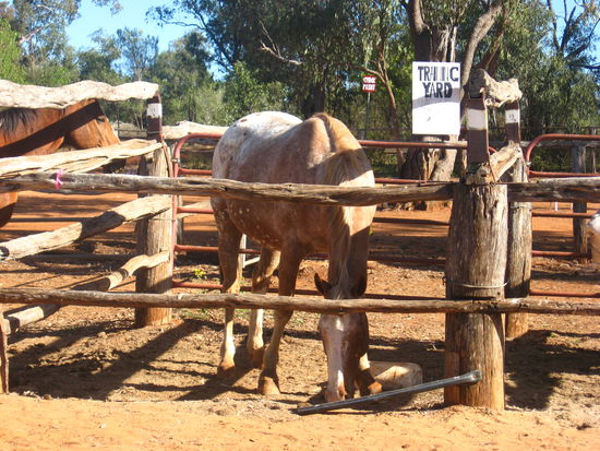 das ist spreakles, mein erstes Pferd, sah ein bisschen aus wie das Pferd von Pippi Langstrumpf