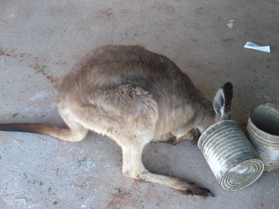 das ist cutty, der wurde auf der Farm mit der Flasche grossgezogen, nachdem Olive ihn im Beutel einer ueberfahrenen Kaengurumutter gefunden hatte, suess oder...