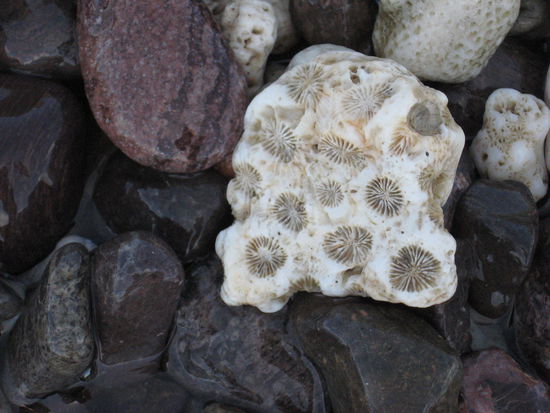 Der Korallenstrand, kein Sand nur Korallen..