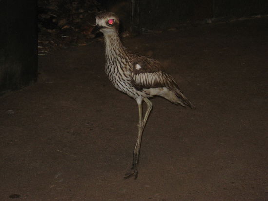 Dieses Vieh (leider den Namen vergessen) hat uns angegriffen... wirklich... 
Der war wohl vollgepumpt mit Adrenalin, weil er grad nen Weibchen angemacht hat (typisch Mann) und meinte dann uns vertreiben zu muessen (wollte anscheinend ungestoert sein  ) 
Hat sich ganz gross gemacht, Fluegel ausgestreckt, Schwanz hoch und kam kreischend auf uns zu (wir sassen gerade gemuetlich am Strand beim Essen), aber nicht mit uns, wir koennen lauter schreien 
aaaaaaaaaaaaaaaaaaaahhhhhhhhhhhhhhhhhhhh