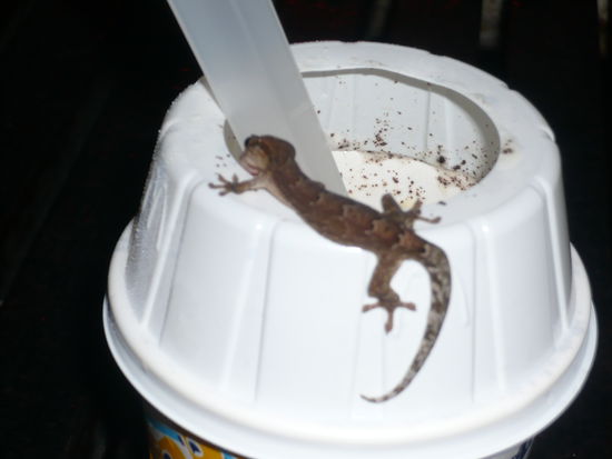 Dieser suesse Salamander wollte auch von unserem Eis probieren, schleck schleck