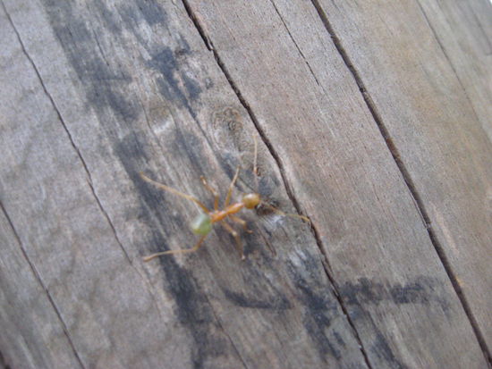 man nimmt die Ameise mit dem Kopf zwischen die Finger und leckt dann am gruenen Hinterteil, es schmeckt dann nach lemon...
hhmm lecker (wirklich)