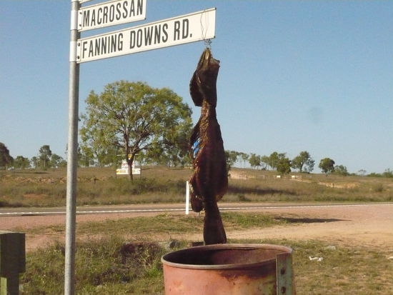 DIESER TOTE FISCH HING EINFACH IN DER GEGEND RUM, VOLL FIESSSSSSSS UND ES STANK...