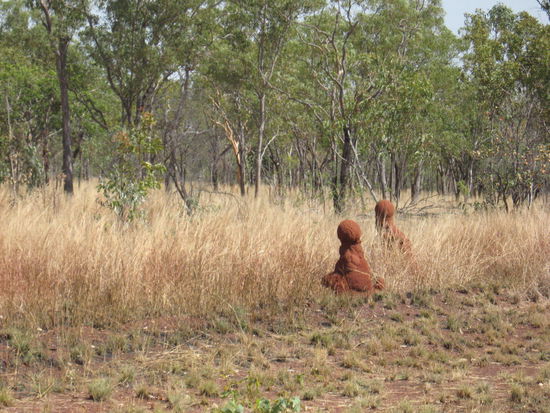 SKURILE TERMITENHUEGEL AM STRASSENRAND..
