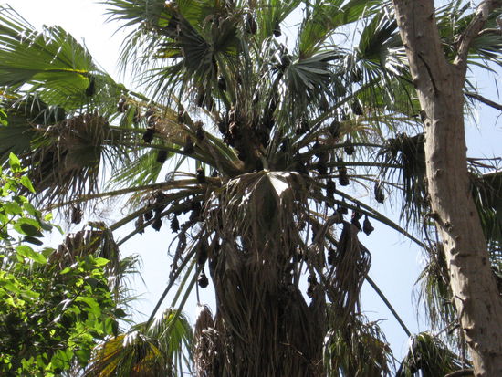EIN BATBAUM, NAJA WAR NE PALME UND VOLL MIT SCHLAFENDEN FLUGHUNDEN..