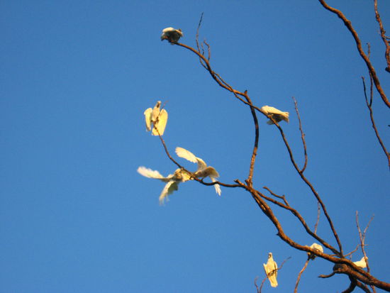 Kakadus, was auch sonst im Kakadu NP...
