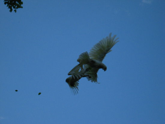 Die sind ineinanderverkrallt vom Baum gefallen, sah ziemlich laessig aus...  die alten Streihaehne