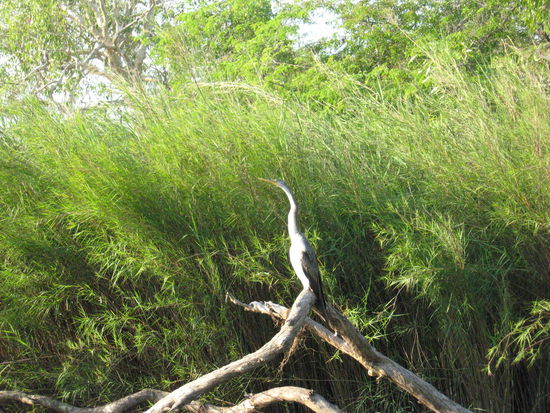 ..und noch ein Vogel.....