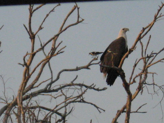 auch Seeadler waren da
