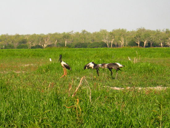 junge Stoerche bei der Fuetterung