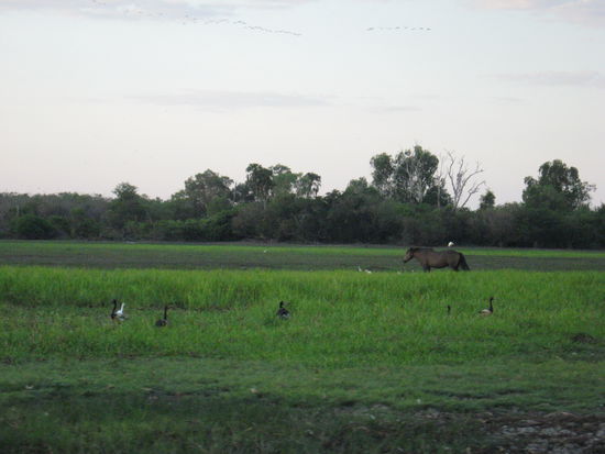 seht ihr den Vogel auf dem Wildpferd? Der hat es sich dort gemuetlich gemacht, wozu braucht man Fluegel??
