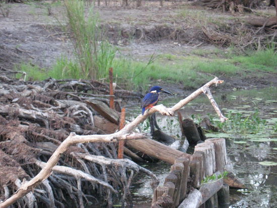 und hier ein huebscher Kingfisher