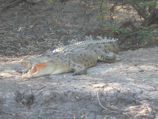 uh gefaehrlich!!! hier beim Sonnenbad!