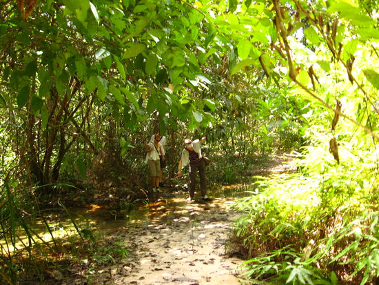 Holprige Ueberquerung eines Baches im Dschungel... Fall nicht hin Ramona