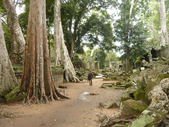 Die vielen Tempelanlagen, werden von 
verschiedenen Laendern restauriert.
Hier der Dschungeltempel in dem die Inder noch so einiges zu tun haben wie man rechts im Bild erkennen kann...