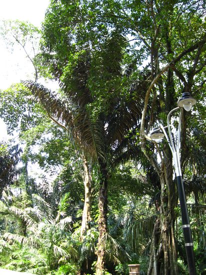 der rainforest lag mitten in der Stadt, ein skuriler Anblick, aber eine kleine Oase der Erholung