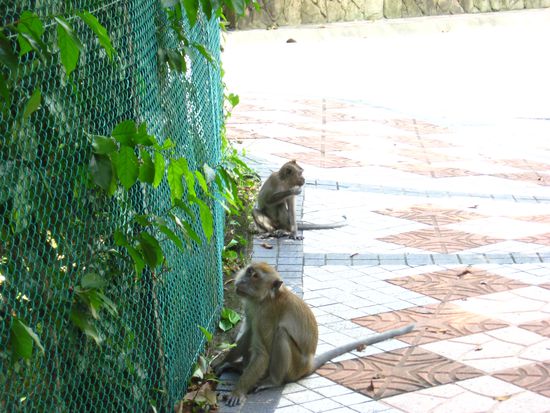 auch die Affen geniessen den Park 