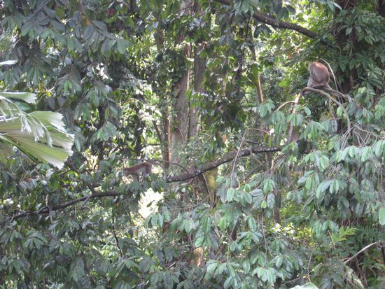 ein Blick rechts von der Strassenseite runter in den Wald und dort spielten die Affen fangen...