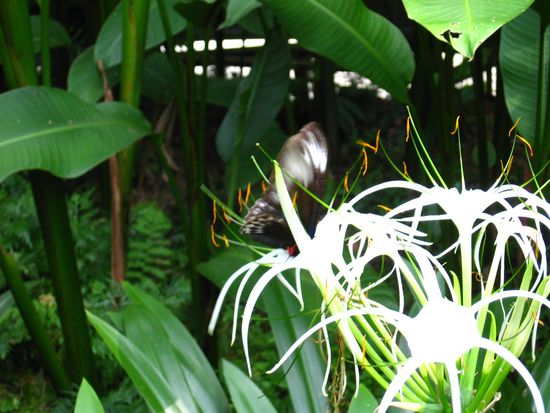 hhmm der Nektar schmeckt gut...