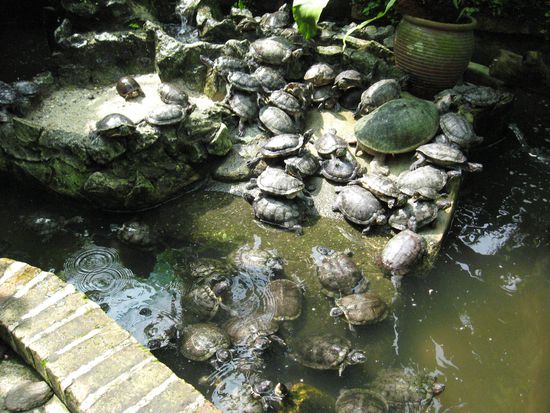 ein kleiner Teich in diesem feucht-tropischen butterflypark total ueberfuellt mit Schildkroeten