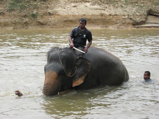 Baden mit den Elefanten 