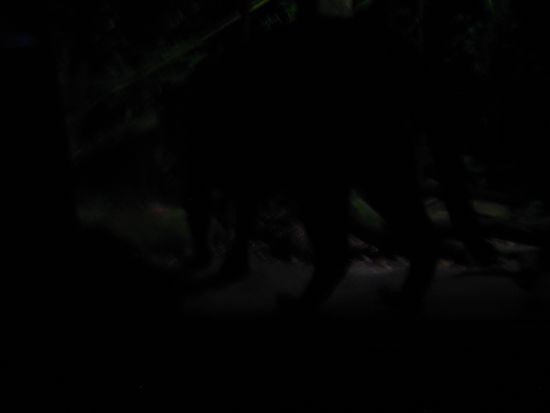 Ich sehe was, was ihr nicht seht , wer mir als erster sagen kann, welches Tier ich hier fotografiert habe, der bekommt ein besonderes Geschenk mitgebracht  also los!!!