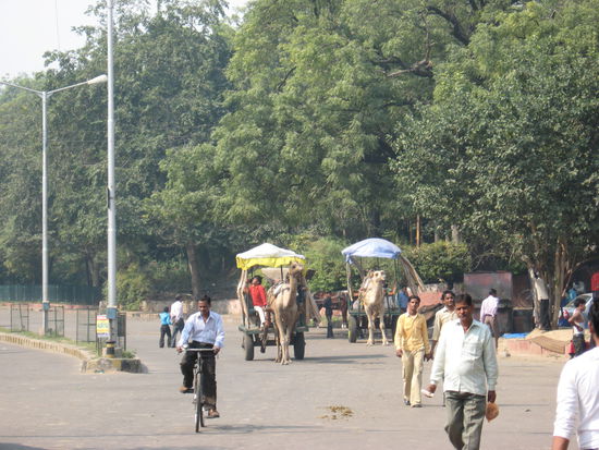 ein beliebtes Transportmittel fuer die Touris, aber in Wirklichkeit werden die Kamele aber noch haeufig als Lasttiere benutzt und man sieht sie inmitten des chaotischen hupenden Verkehrs...