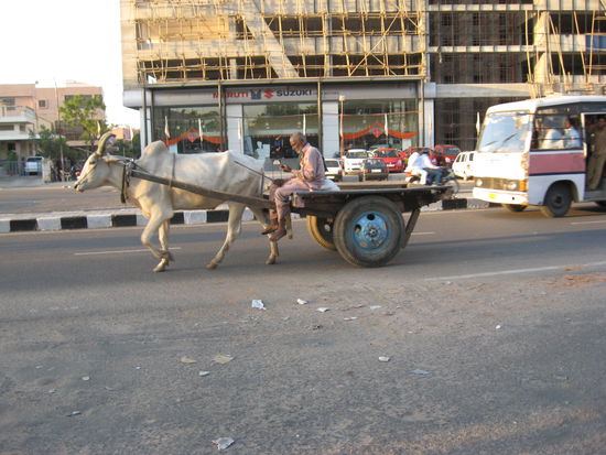 wie gesagt, alles was vier Beine hat