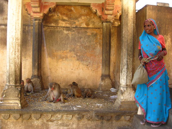 viele Monkeys, die natuerlich auch Korn und Ernuesse (Bananen nicht zu vergessen) bekommen haben