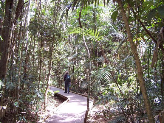 Dschungel-Walk fuer Beginners