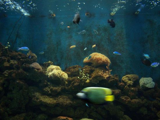 Auf der Toilette kann man Fische im Aquarium beobachten - eine Glasfront zieht sich zwischen Herren- und Damentoilette lang.