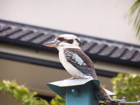 Ein junger Kukaburra.