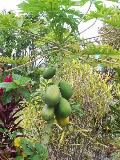 Hier wachsen sogar Mangos.