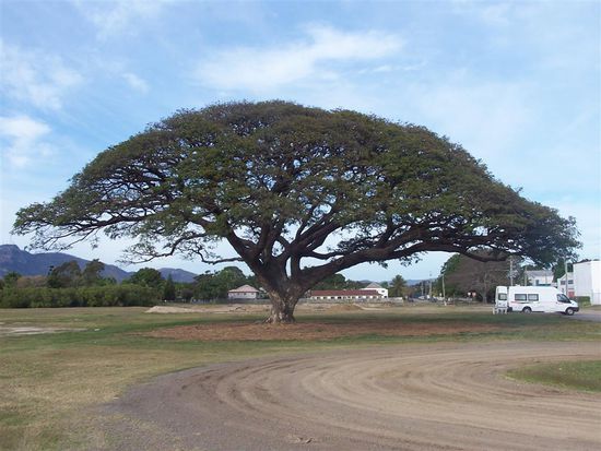 Unser Nachtplatz: Das ist ein Baum!
Der Camper steht direkt hinter dem Baum, nicht 100m dahinter!