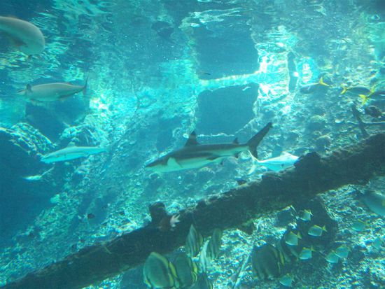 ... oder einfach GROSSARTIG *!*!*!*